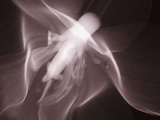 X-Ray of an Orchid Flower Photographic Print by George Taylor