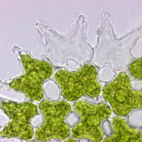Green Algae Pediastrum Photographic Print by Peter Siver