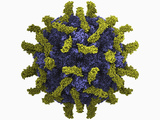 Poliovirus Type 1 Mahoney Protein Capsid with Receptor Photographic Print by Jean-Yves Sgro