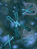 Chromosomes Within a Cell, The Large Chromosome in The Center is Sectioned To Show The Dna Inside Photographic Print by Carol & Mike Werner