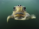 Female Olive Ridley Sea Turtle (Lepidochelys Olivacea) Swimming from the Open Pacific Ocean Photographic Print by Solvin Zankl
