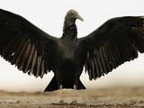 Black Vulture (Coragyps Atratus) Sunning with Spread Wings, Playa Ostional, Costa Rica Photographic Print by Solvin Zankl