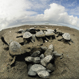 Olive Ridley Sea Turtles (Lepidochelys Olivacea) Emerge All Together from the Nest Photographic Print by Solvin Zankl