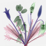 X-Ray of a Bouquet, a Mixture of Flowers and Ferns Photographic Print by George Taylor