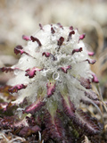 Hairy Lousewort (Pedicularis Hirsuta) the Hairs Protect the Flower Buds from Frosts, Baffin Island Photographic Print by Louise Murray