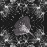 X-Ray of Flowers Photographic Print by George Taylor