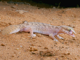 Fat-Tailed Gecko (Diplodactylus Conspicillatus) Licking Eyeball, Colson's Pinnacle Photographic Print by Michael & Sharon Williams