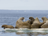Female Walruses with Pups (Odobenus Rosmarus) on Pack Ice Impressão fotográfica por Louise Murray
