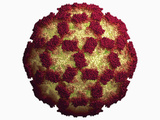 Norovirus (Formerly Norwalk Virus) Virus Capsid Photographic Print by Jean-Yves Sgro