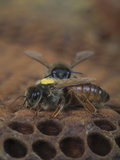 A Marked Queen Honey Bee Moves over Brood Cells with Other Bees Looking for Honey Photographic Print by Eric Tourneret