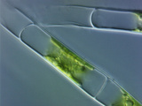 Green Algae Ulothrix Photographic Print by Peter Siver