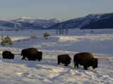 Bison (Bison Bison) Walking in Snow, Yellowstone National Park, USA Photographic Print by Dave Watts