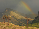 Rainbow and Sunbeam with Contorted Evergreens During a Stormy Afternoon Photographic Print by Geoffrey Schmid