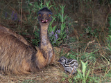 Emu (Dromaius Novaehollandiae) Male with Chick at the Nest, Queensland, Australia Photographic Print by Dave Watts