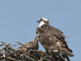 Female and Young Osprey (Pandion Haliaetus) at Nest, Flathead Lake, Montana, USA Photographic Print by Tom Walker