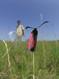 The Slender Burnet Moth (Zygaena Loti) in Field, with an Entomologist Photographic Print by Solvin Zankl
