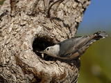 White-Breasted Nuthatch (Sitta Carolinensis) Feeding Chicks in a Nest Hole of a Tree, Arizona, USA Photographic Print by Dave Watts