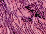 Tendon Section, H&E Stain, LM X200 Photographic Print by Alvin Telser