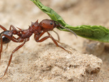 Leaf-Cutter Ant (Acromyrmex Striatus) Worker Carrying a Leaf Back to the Nest Photographic Print by Alex Wild