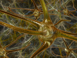 Biomedical Illustration of Neurons Photographic Print by Carol & Mike Werner