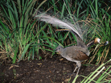 Superb Lyrebird (Menura Novaehollandiae), Victoria, Australia Photographic Print by Dave Watts