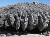 Uplifted Coral Reef, Urbina Bay, Isabella, Galapagos Islands Photographic Print by Richard Roscoe
