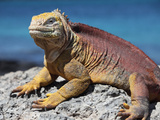 Galapagos Land Iguana (Conolophus Subcristatus), South Plaza Island, Galapagos Photographic Print by Richard Roscoe