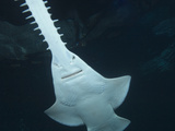Green Sawfish (Pristis Zijsron) Photographic Print by Andy Murch