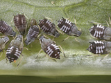 Aphid Colony Feeding on a Leaf, Order Hemiptera, Family Aphididae, New Hampshire, USA Photographic Print by David Wrobel