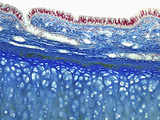 Trachea Section, Mallory's Stain, LM X70 Photographic Print by Alvin Telser