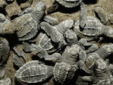 Olive Ridley Sea Turtles (Lepidochelys Olivacea) Emerge All Together from the Nest Photographic Print by Solvin Zankl
