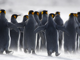 King Penguins (Aptenodytes Patagonicus) Walking Along a Sandblown Sandy Beach, Falkland Islands Photographic Print by Solvin Zankl