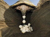 After Digging a Hole with its Rear Flippers the Olive Ridley Sea Turtle Lays About 100 Eggs Photographic Print by Solvin Zankl