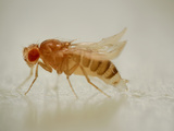 Yellow Type (Body Pigmentation and Wings Appear Yellow) and Curly Type Photographic Print by Solvin Zankl