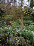 Garden with Lenten Rose (Helleborus Orientalis), Crocus, and Snowdrops Photographie par Phillip Smith
