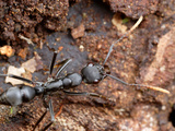 Ant (Pachycondyla Apicalis) Is Instantly Recognizable by the Yellow Antenna Tips, Panama City Photographic Print by Alex Wild
