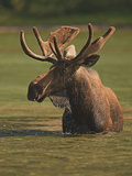 Bull Moose Feeding in Fishercap Lake, Glacier National Park, Montana, USA Photographic Print by Geoffrey Schmid