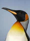 King Penguin Head (Aptenodytes Patagonicus) Photographic Print by Solvin Zankl