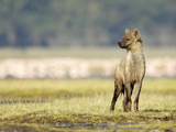 Spotted Hyena Juvenile (Crocuta Crocuta), Kenya Photographic Print by Arthur Morris