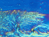Polarized View of a Prostaglandin, Hormone-Like Chemicals Involved with Numerous Bodily Functions Photographic Print by Arthur Siegelman