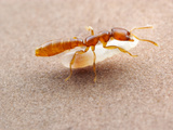 Dracula Ant (Adetomyrma) Worker Carrying Larvae, Captive, Madagascar Photographic Print by Alex Wild