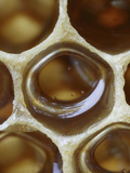 A Honey Bee Wax Cell Filled with Honey Photographic Print by Eric Tourneret