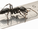 Ant (Dinoponera Australis), Misiones, Argentina Photographic Print by Alex Wild
