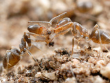 Ants (Linepithema Micans), Argentina Photographic Print by Alex Wild