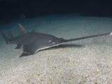 Largetooth Sawfish (Pristis Microdon), an Inhabitant of Both Fresh and Saltwater Environments Photographic Print by Andy Murch