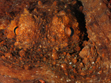 Common Octopus Eyes (Octopus Vulgaris) Mediterranean Sea, San Pietro Island, Sardinia Photographic Print by Solvin Zankl