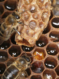 Two Nurse Honey Bees Care for a Queen Larva in its Cell Photographic Print by Eric Tourneret