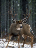 Male Mule Deer (Odocoileus Hemionus) Alberta, Canada Photographic Print by Tom Walker