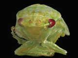 Red-Eye Leafhopper Head (Gyponana), Order Hemiptera, Family Cicadellidae Lámina fotográfica por David Wrobel