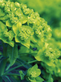 Flowering Spurge (Euphorbia Palustris) Photographic Print by Phillip Smith